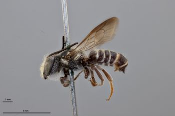 Media type: image;   Entomology 790894 Aspect: habitus lateral view
